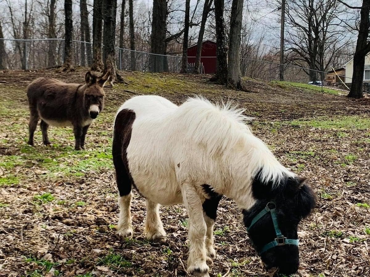 Camp security  Penny, the mini horse, And Coco the Donkey. 